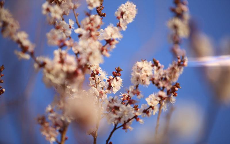 دەرکەوتنی بەهاری سلێمانی